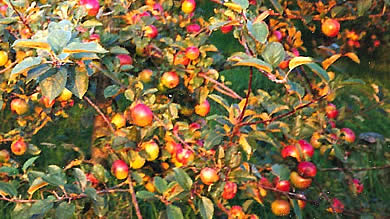 Apples growing on our farm
