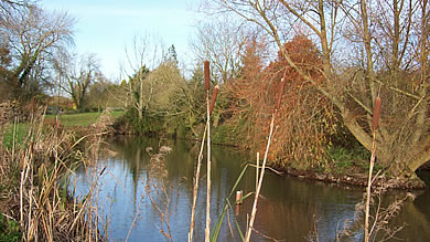 Carp pond at Sunnybanks