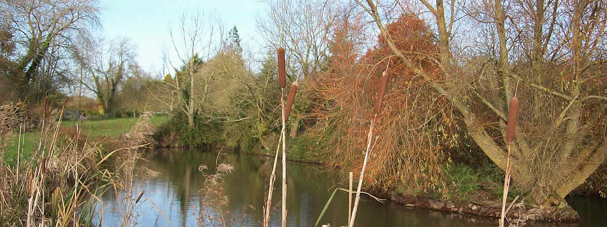 Pond stocked with carp at Sunnybanks